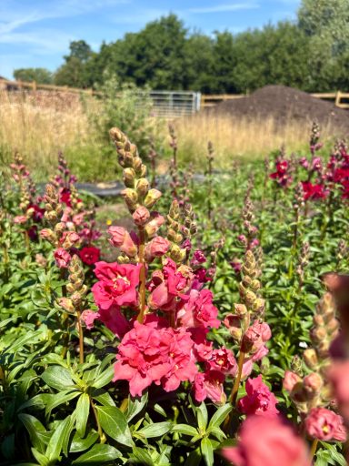 Snapdragon “Madame Butterfly Cherry Bronze” Antirrhinum “Madame Butterfly Cherry Bronze”