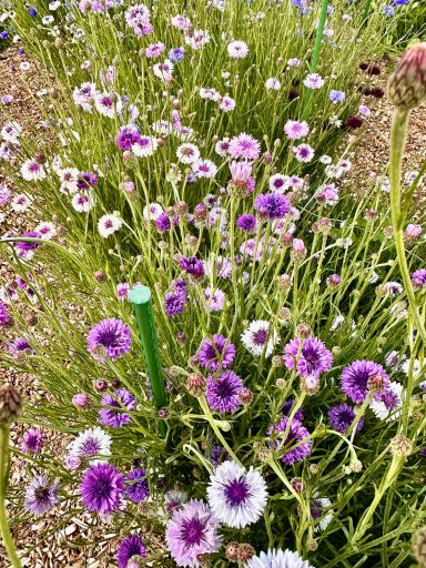 Cornflower (Purple shades)