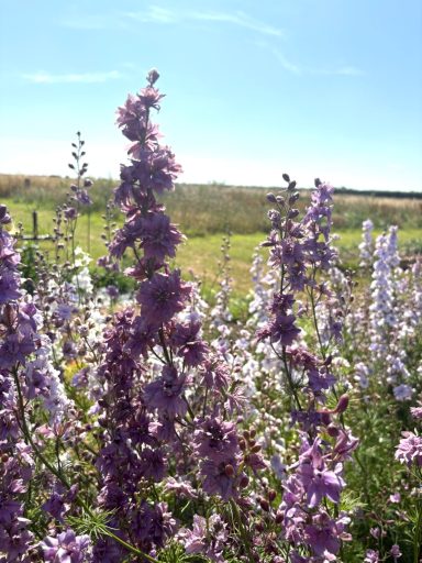 Larkspur "Misty Lavender" Larkspur "Misty Lavender"