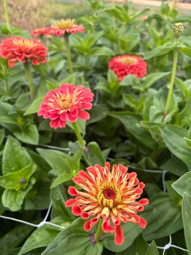 Zinnia “Benary’s Giant Salmon Rose” Zinnia “Benary’s Giant Salmon Rose”