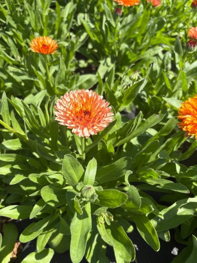 Calendula "Orange Flash"