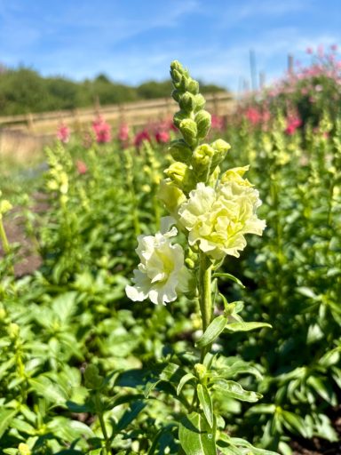 Snapdragon “Madame Butterfly Ivory” Antirrhinum “Madame Butterfly Ivory”