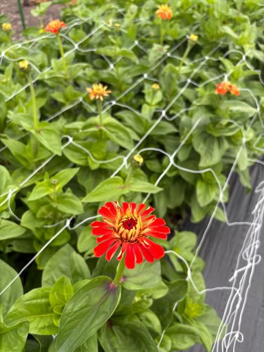 Zinnia “Benary’s Giant Orange”