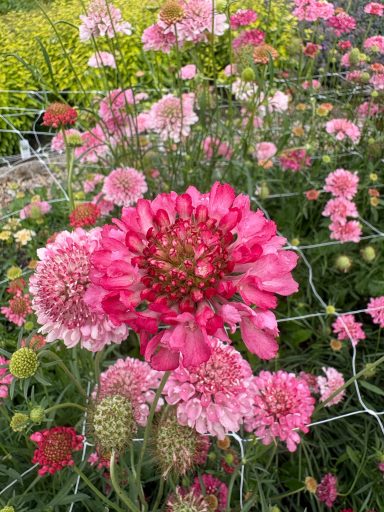 Scabious “Salmon” Scabious “Salmon”