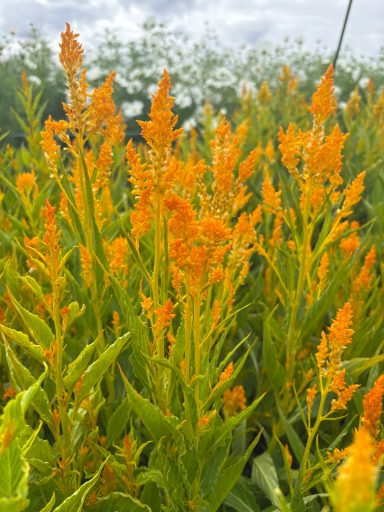 Celosia “Golden Plumes” Celosia “Golden Plumes”