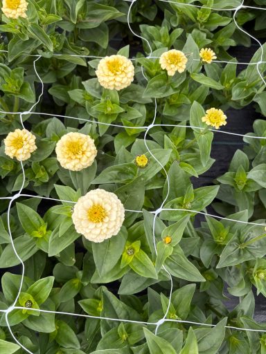 Zinnia “Oklahoma Ivory”
