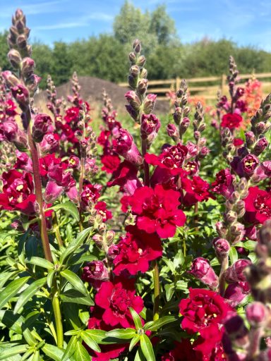 Snapdragon “Madame Butterfly Dark Red” Antirrhinum “Madame Butterfly Dark Red”