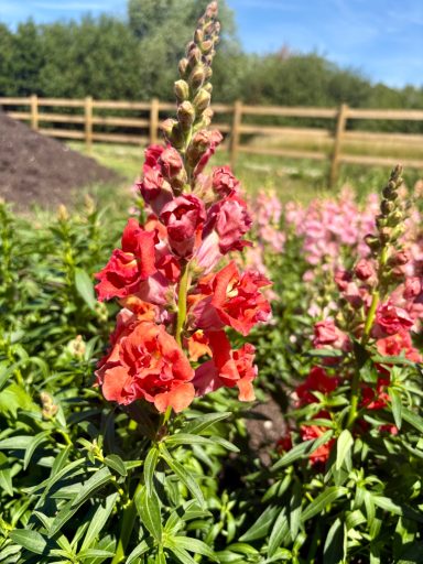 Snapdragon “Madame Butterfly Bronze” Antirrhinum “Madame Butterfly Bronze”