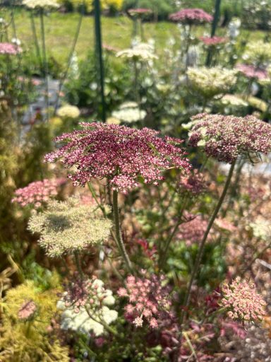 Daucus Carota "Dara" Daucus Carrota "Dara"