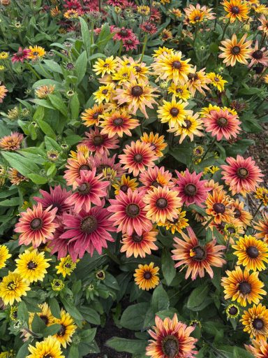 Rudbeckia “Sahara” Rudbeckia “Sahara”