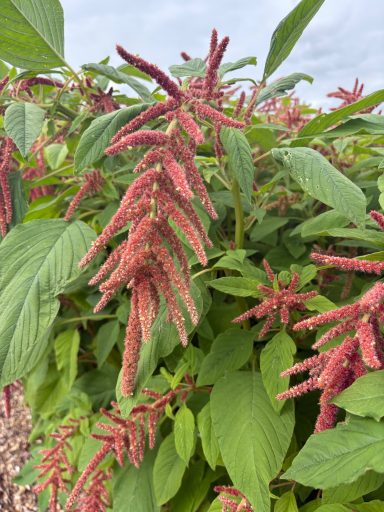 Amaranthus “Coral Fountain”