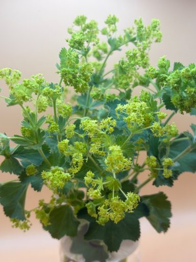 Lady’s Mantle