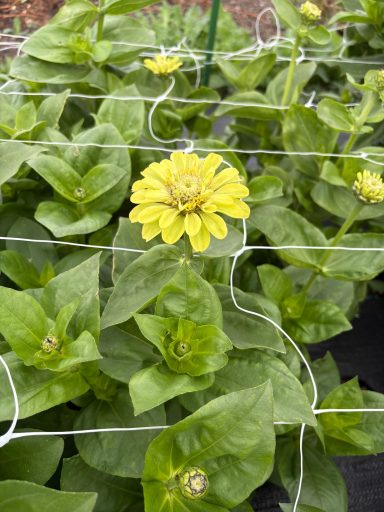 Zinnia “Benary’s Giant Lime” Zinnia “Benary’s Giant Lime”