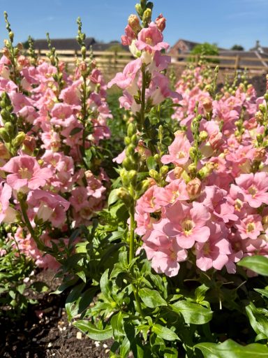 Antirrhinum "Chantilly Light Pink"