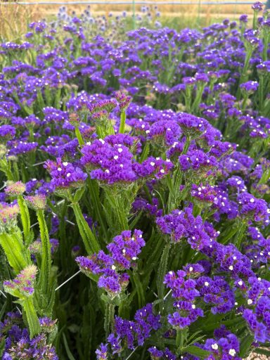 Statice purple Statice purple