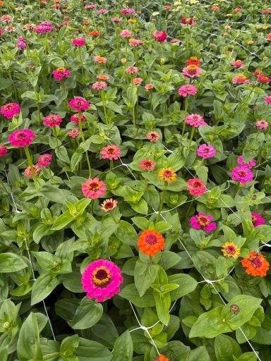 Zinnia “Lilliput Mix”