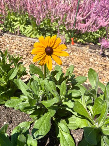 Rudbeckia "Indian Summer" Rudbeckia "Indian Summer"