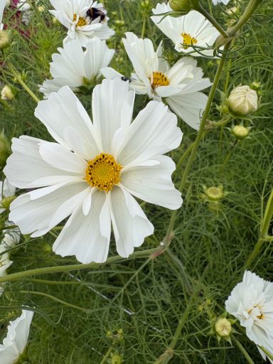 Cosmos “Psyche White “ Cosmos “Psyche White”