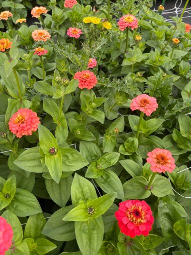Zinnia “Oklahoma Salmon” Zinnia “Oklahoma Salmon”