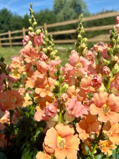 Snapdragon "Chantilly Light Salmon" Antirrhinum "Chantilly Light Salmon"
