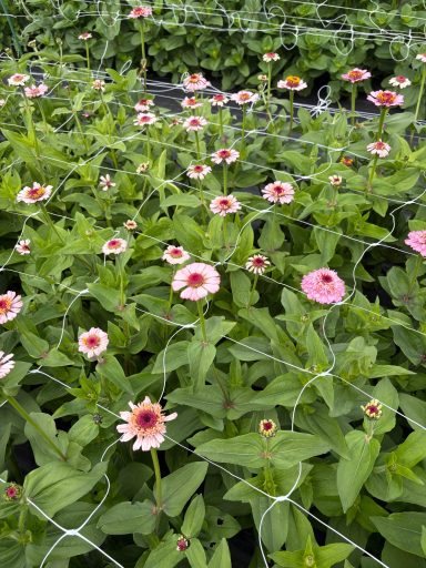 Zinnia “Zinderella Lilac” Zinnia “Zinderella Lilac”
