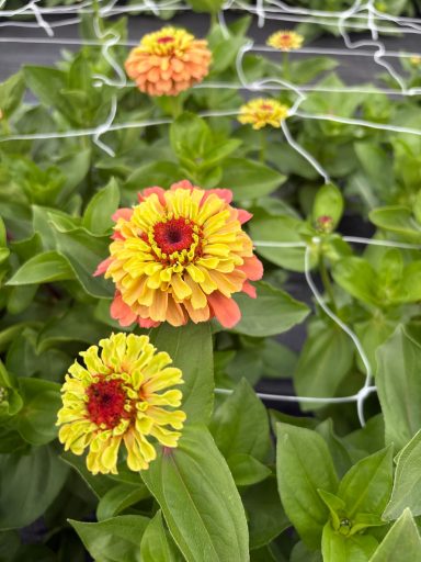 Zinnia “Queen Lime Orange” Zinnia “Queen Lime Orange”