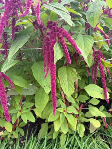 Amaranthus magenta