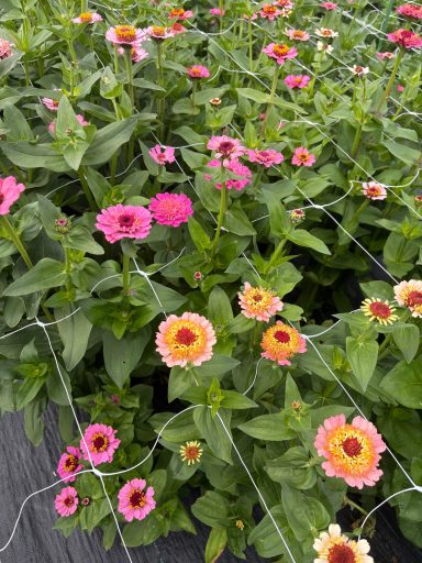 Zinnia “Candy Mix” Zinna “Candy Mix”
