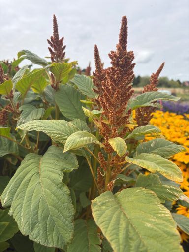 Amaranthus “Hot Biscuit”