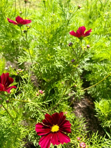 Cosmos “Rubenza” Cosmos “Rubenza”
