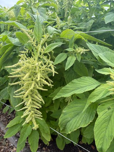 Amaranthus green Amaranthus green