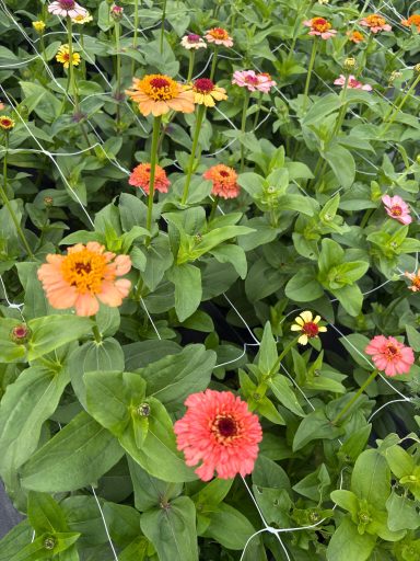 Zinnia “Zinderella Peach” Zinnia “Zinderella Peach”