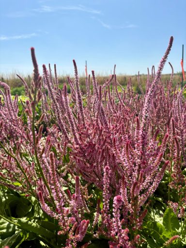 Limonium suworowii "Pink Pokers"