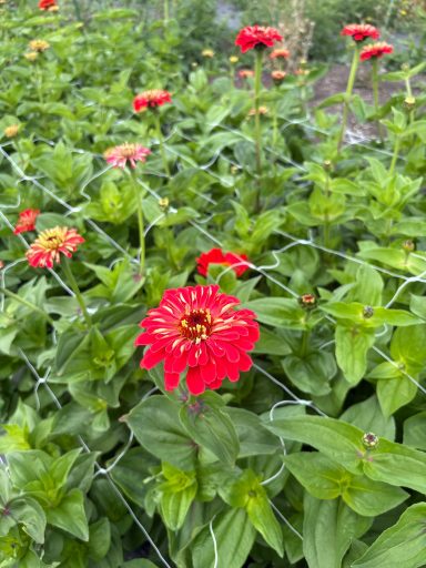 Zinnia “Benary’s Giant Coral” Zinnia “Benary’s Giant Coral”