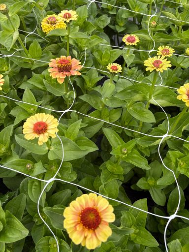 Zinnia “Queen Lime Blush” Zinnia “Queen Lime Blush”