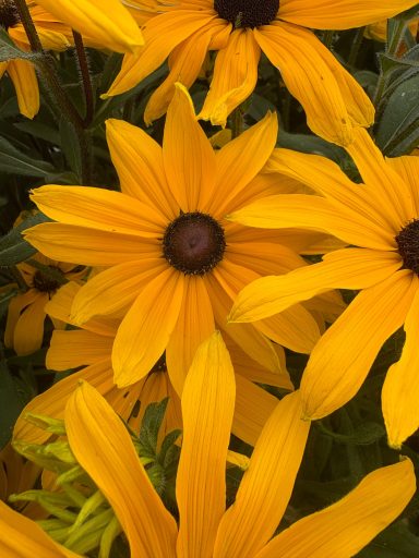 Rudbeckia “Indian Summer” Rudbeckia “Indian Summer”