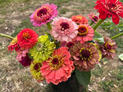 Zinnia mixed bucket Zinnia mixed bucket