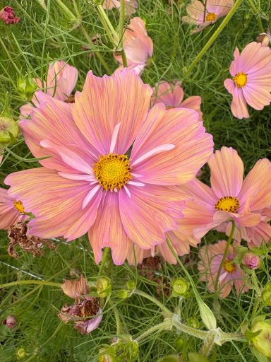 Cosmos “Apricotta” Cosmos “Apricotta”