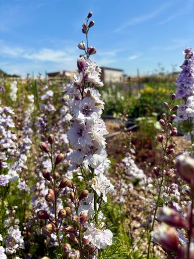 Larkspur "Smokey Eyes" Larkspur "Smokey Eyes"