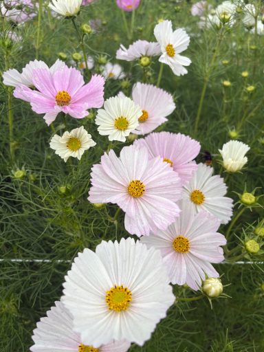 Cosmos “ “Cupcake Blush” Cosmos “ “Cupcake Blush”