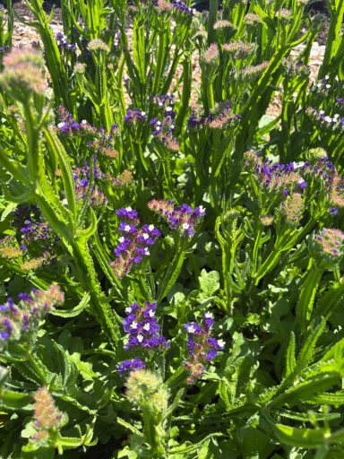 Limonium sinuatum "Deep Blue"