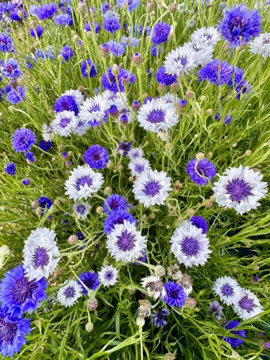 Cornflower (Blue tones)