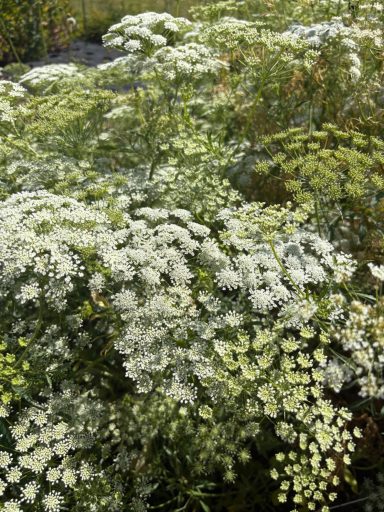Ammi majus Ammi majus