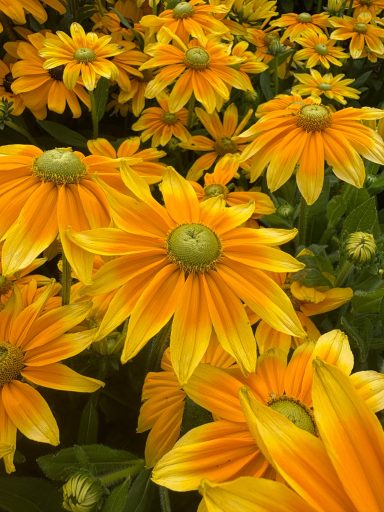 Rudbeckia “Prairie Sun” Rudbeckia “Prairie Sun”